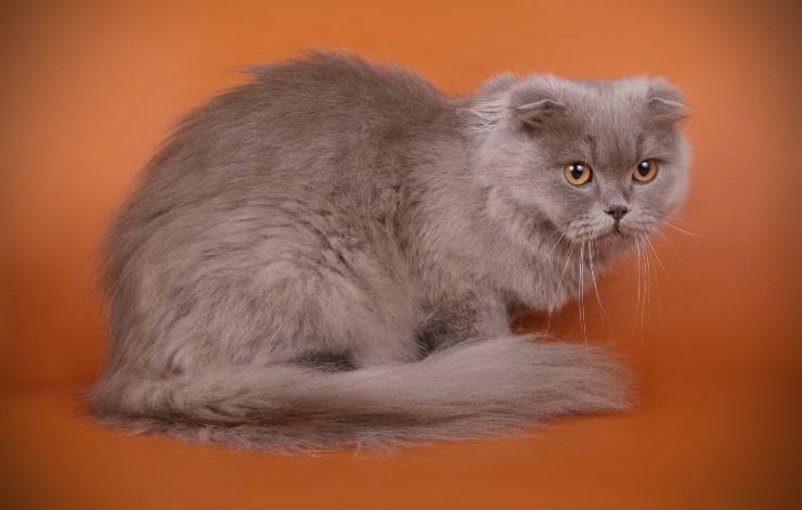 scottish fold longhair