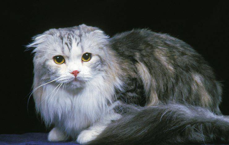 scottish fold longhair