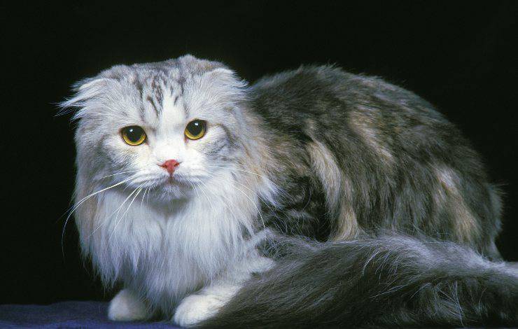 scottish fold longhair