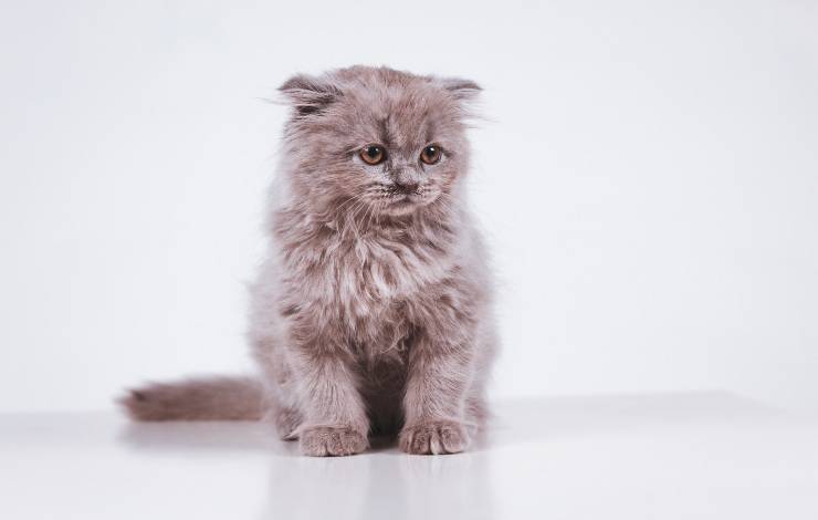 scottish fold longhair