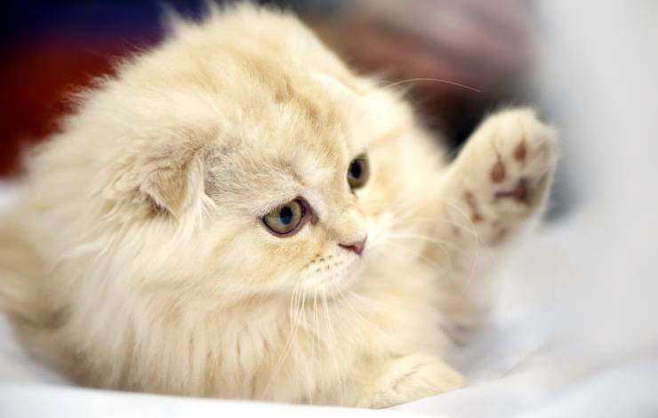 scottish fold longhair