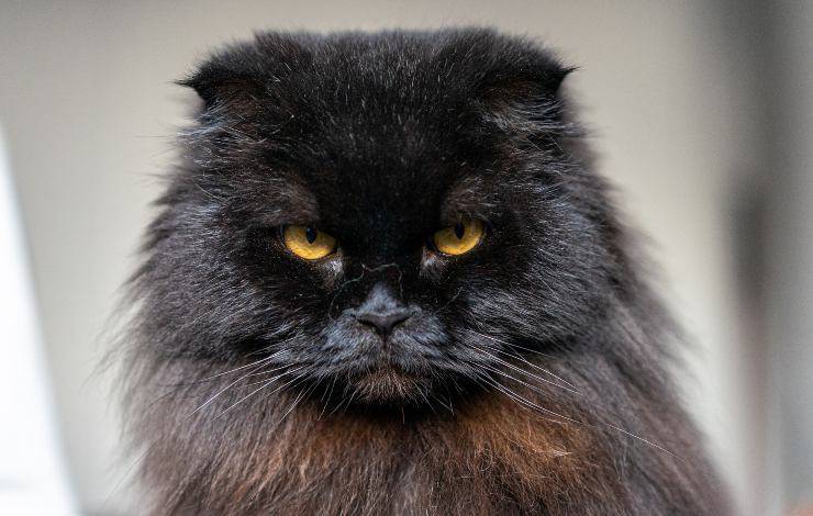 scottish fold longhair