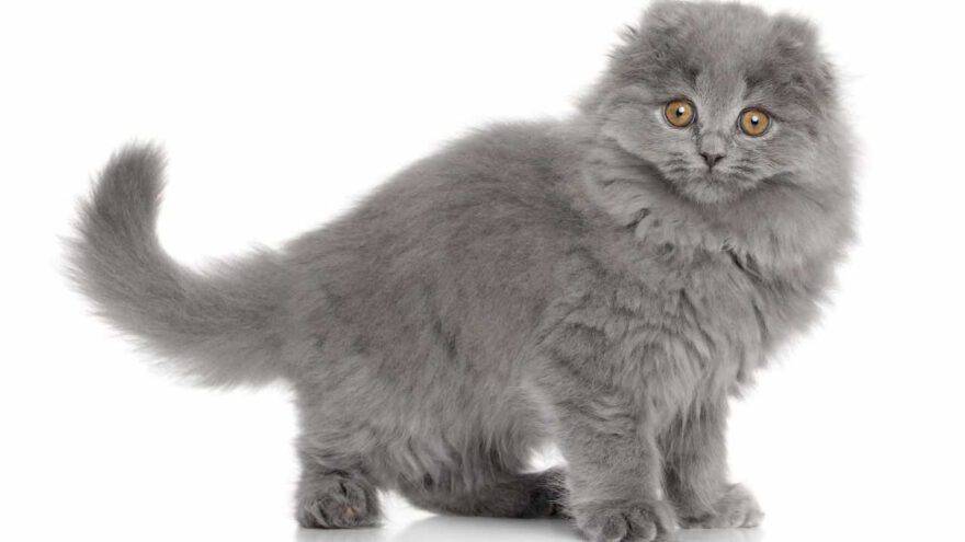 scottish fold longhair