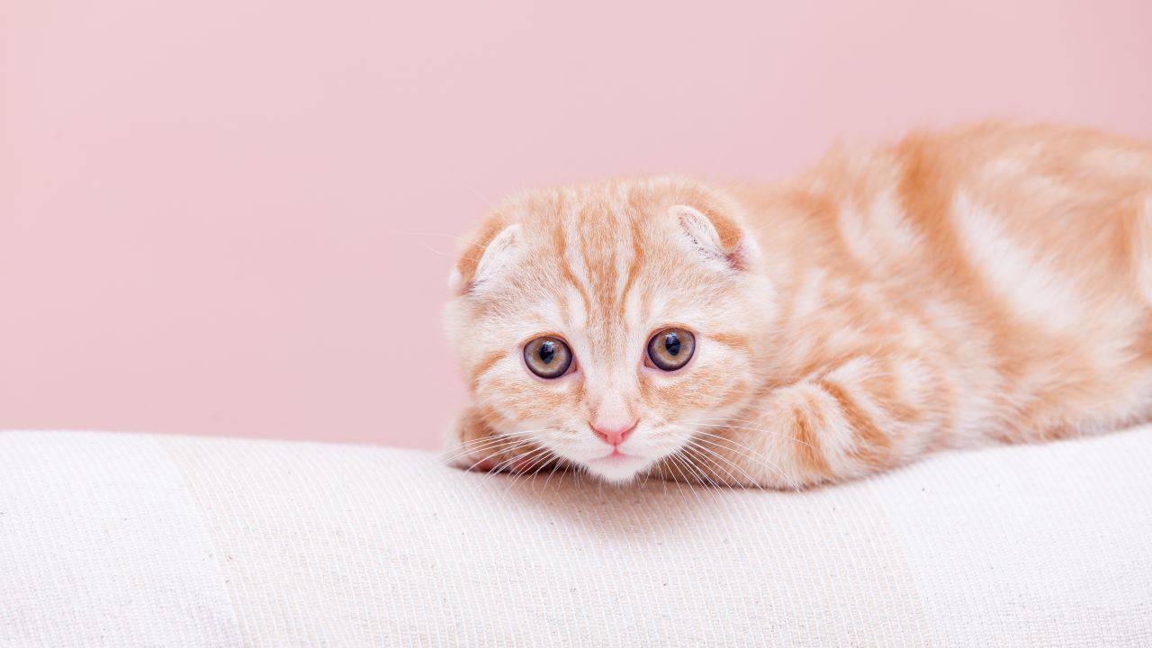 scottish fold Scottish Fold malattie comuni
