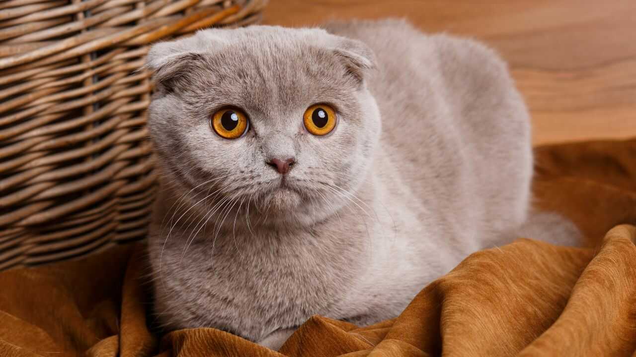 scottish fold Differenza Scottish Fold Straight
