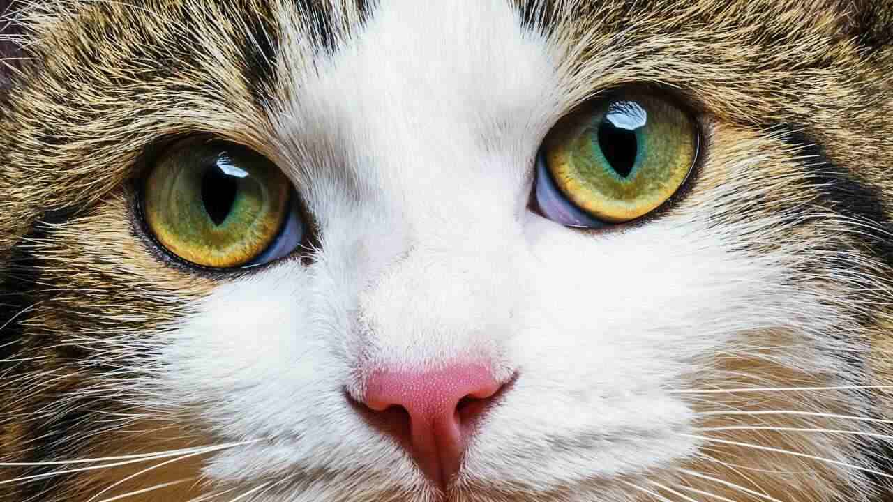 sequestro corneale gatto