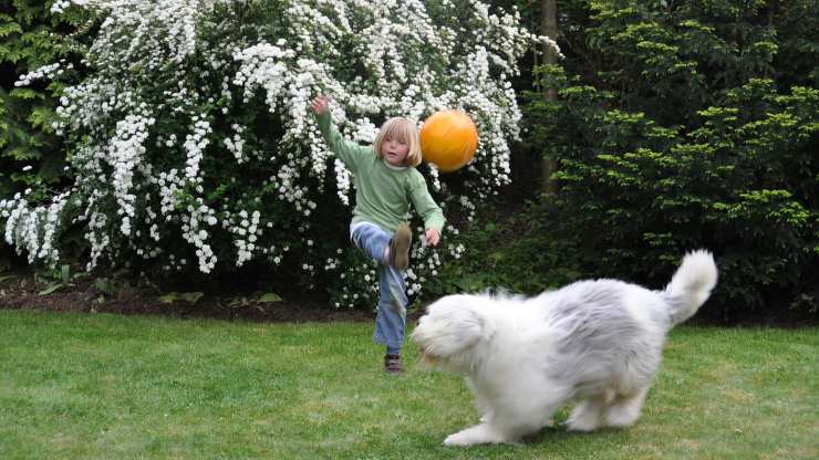 Adottare un Bobtail