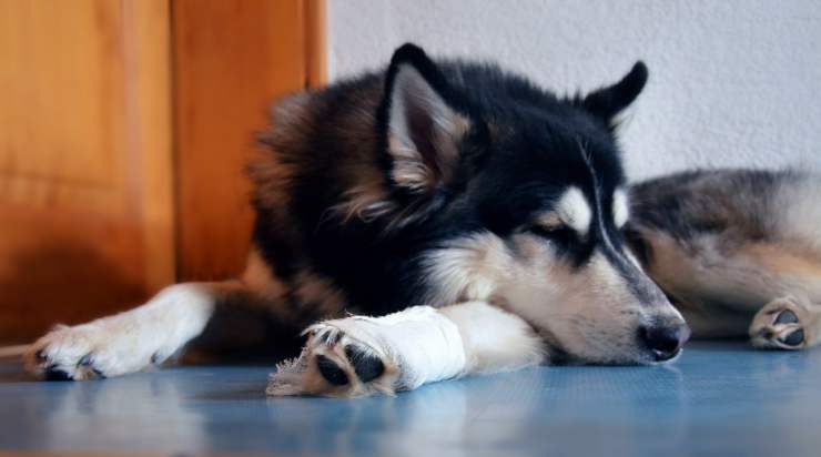 siberian husky
