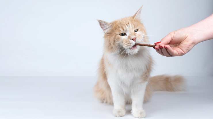 snack freddi per gatti 