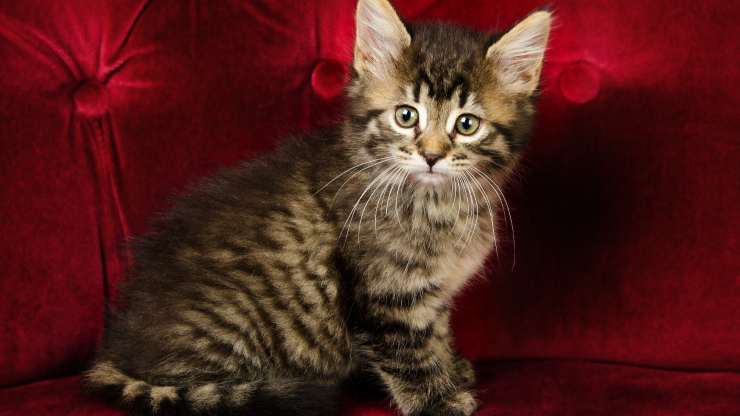 tessuti che il gatto non graffia