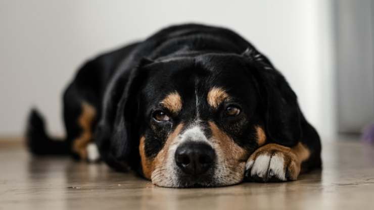 uroaddome nel cane