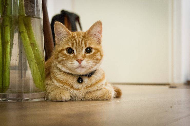 Il gatto rifiuta la cuccia Il gatto rifiuta la cuccia