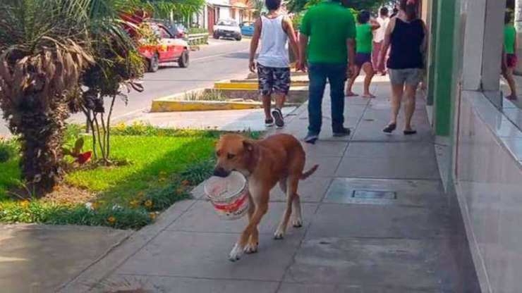 Cane randagio cerca acqua (Foto di dominio pubblico)
