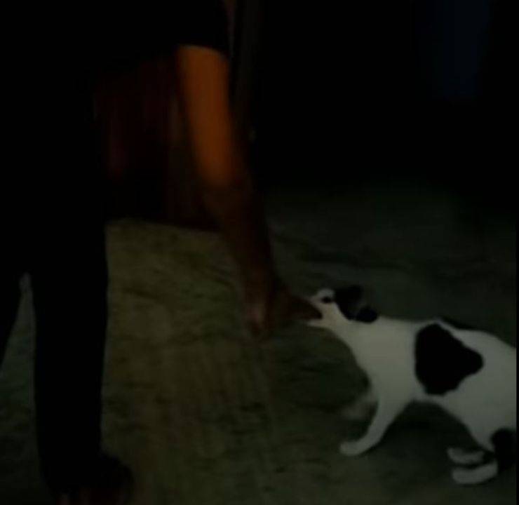 mamma gatta proprietario mano video