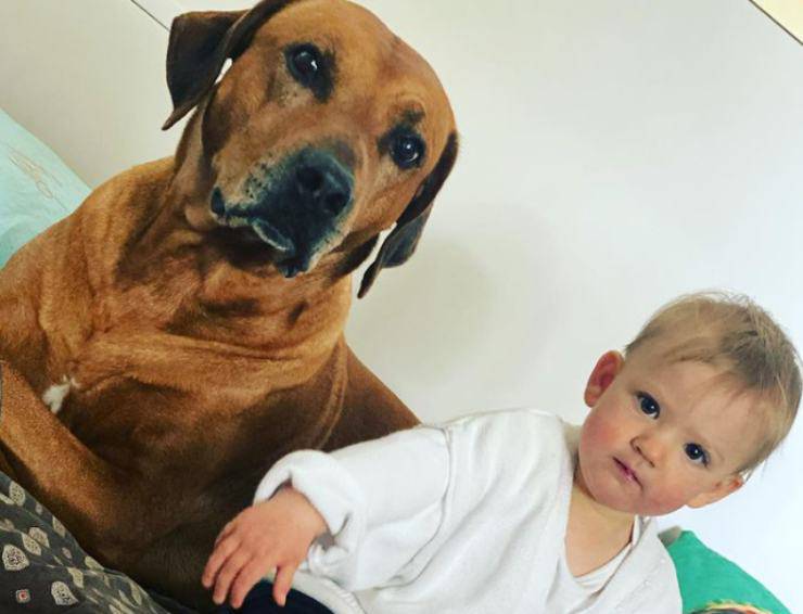 Chi è Sprint, il cane di Alena Seredova Sprint, il cane di Alena Seredova