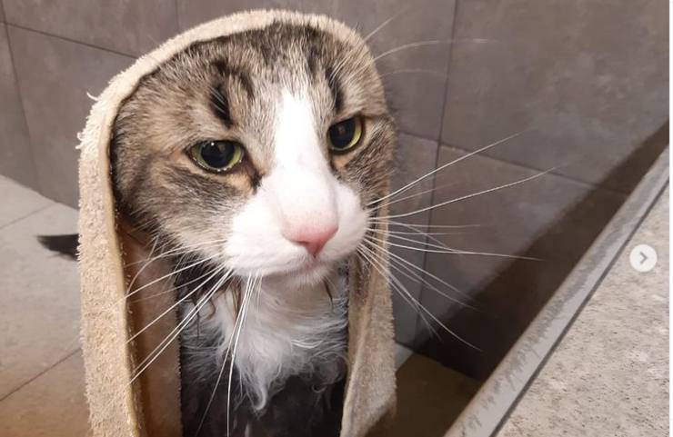 Alfonso Signorini: chi è il gatto Teo
