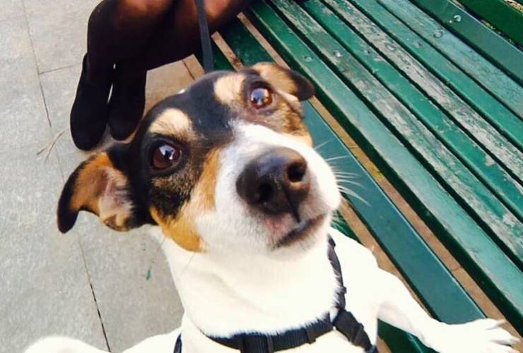 Hugi, il cane di Simona Ventura