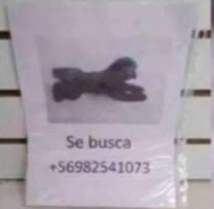 cane smarrito