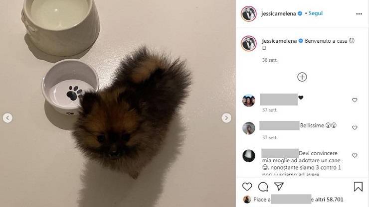 cani di immobile