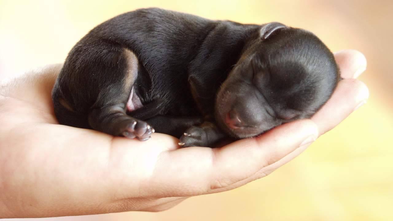 Il riflesso labiale nel cucciolo di cane