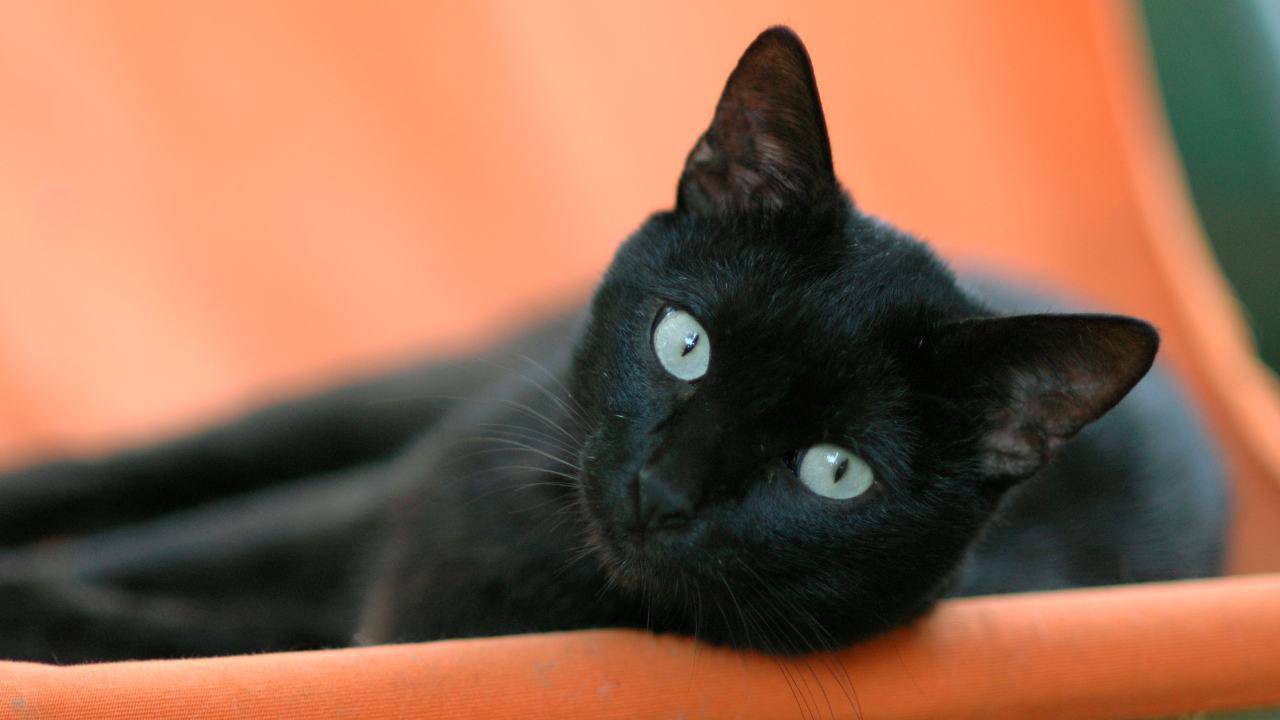 Esiste l'Anagrafe felina in Piemonte?