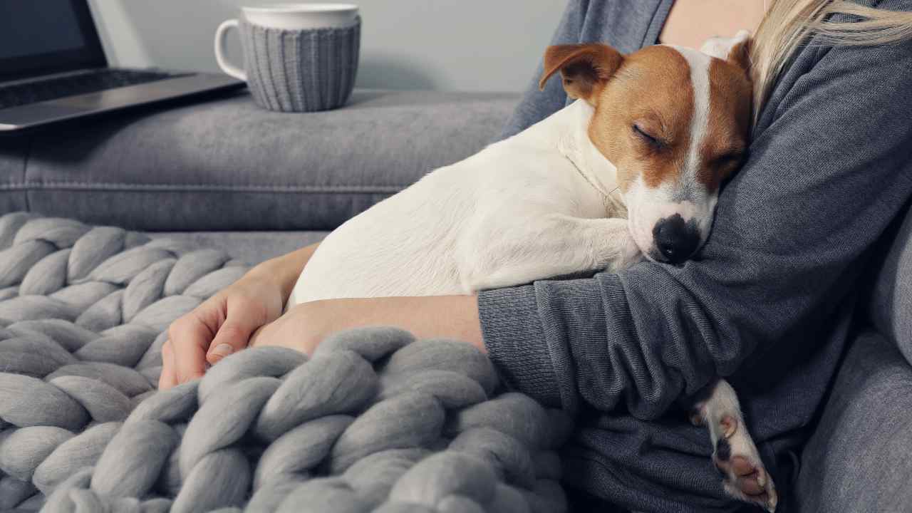 Cane dorme tra le braccia della sua proprietaria Danno morale per la morte del cane