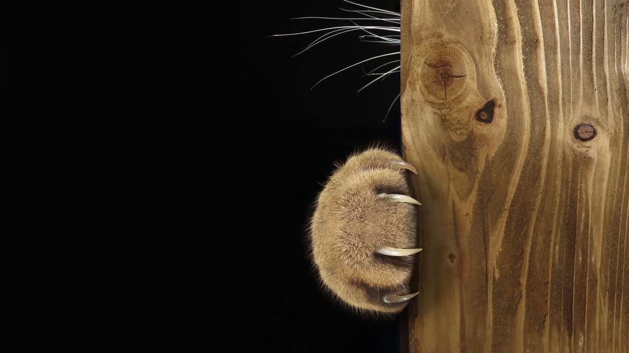 Zampa del gatto sul tiragraffi Calzari antigraffio per il gatto