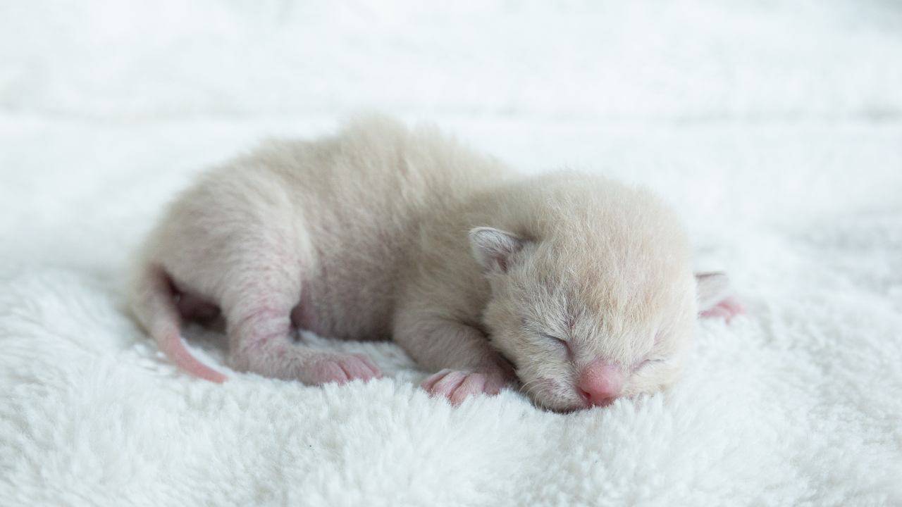 Gattino appena nato Il riflesso labiale nel gatto