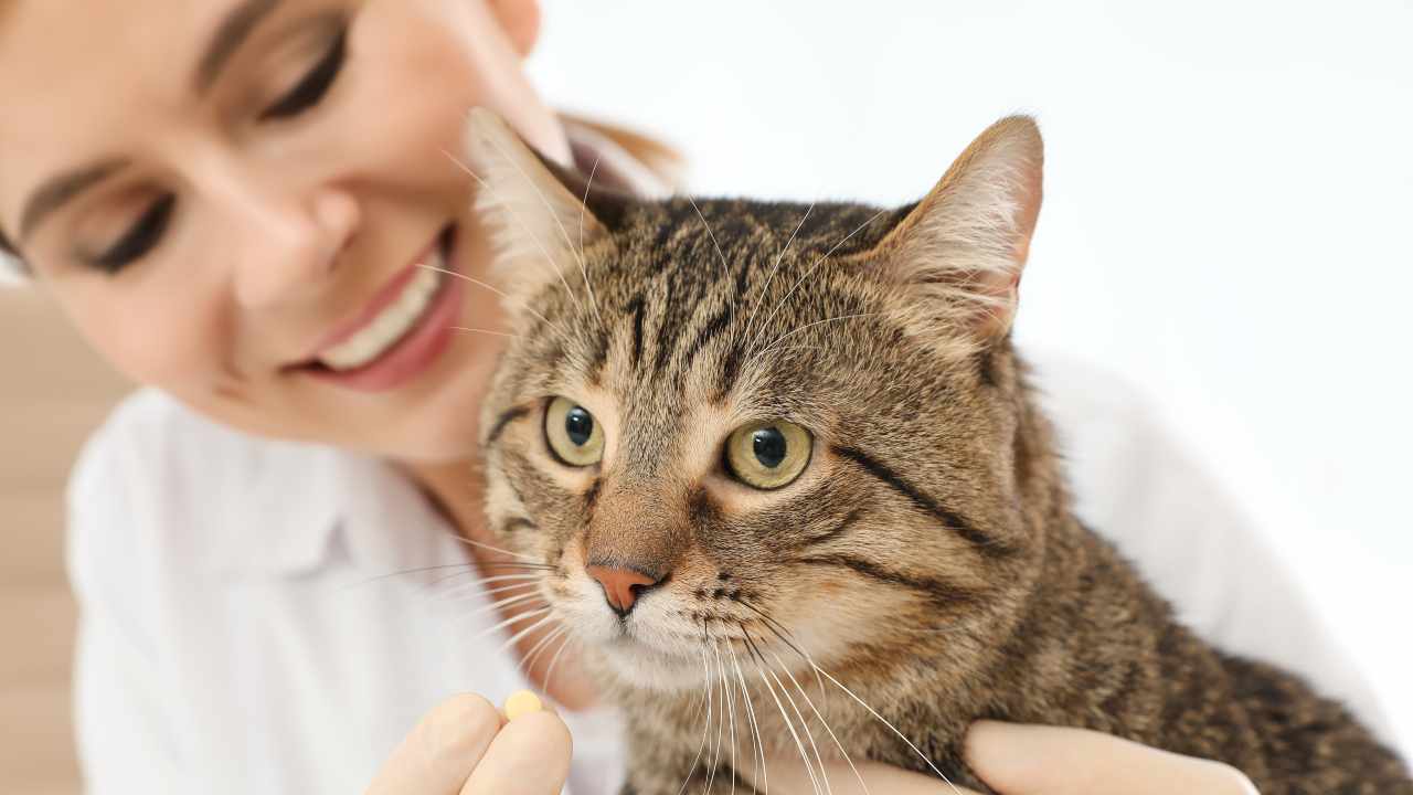 Anagrafe felina Umbria