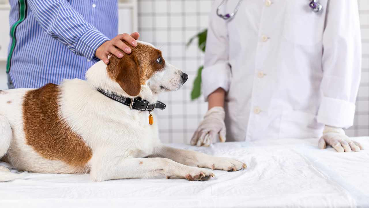 Osteoartrite nel cane