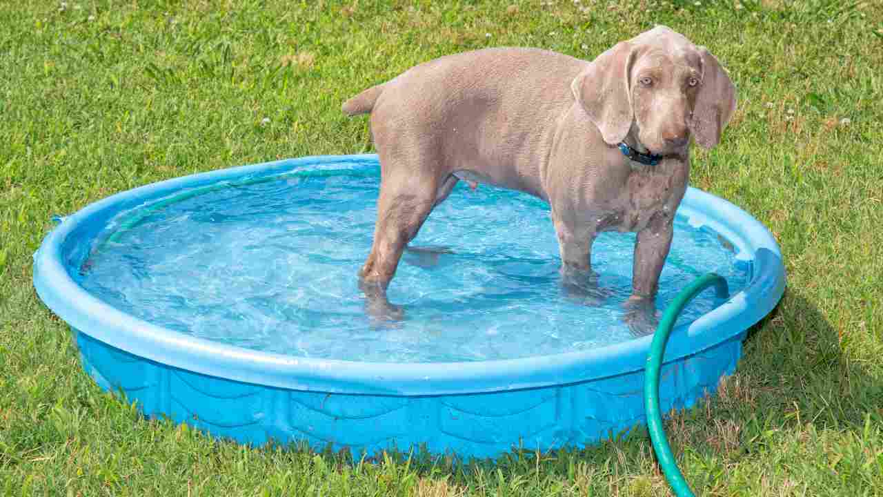Come scegliere la piscina per il cane
