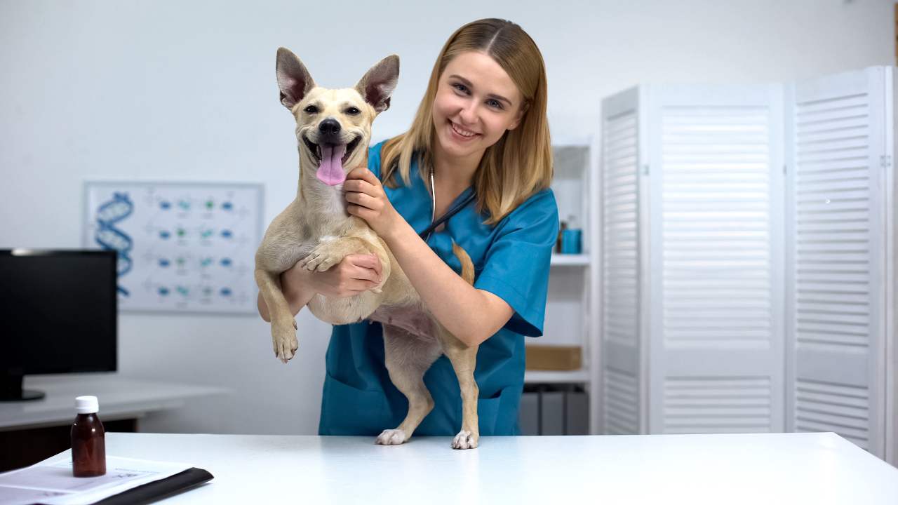 Differenze tra cane intero e cane sterilizzato