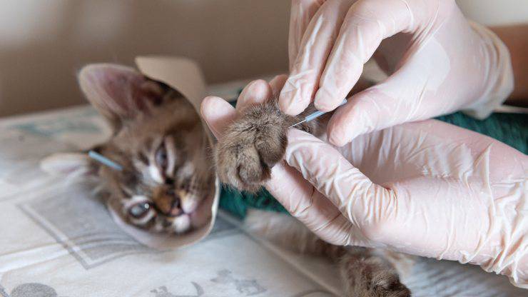 Trattamenti per umani e per animali Cure per animali e umani