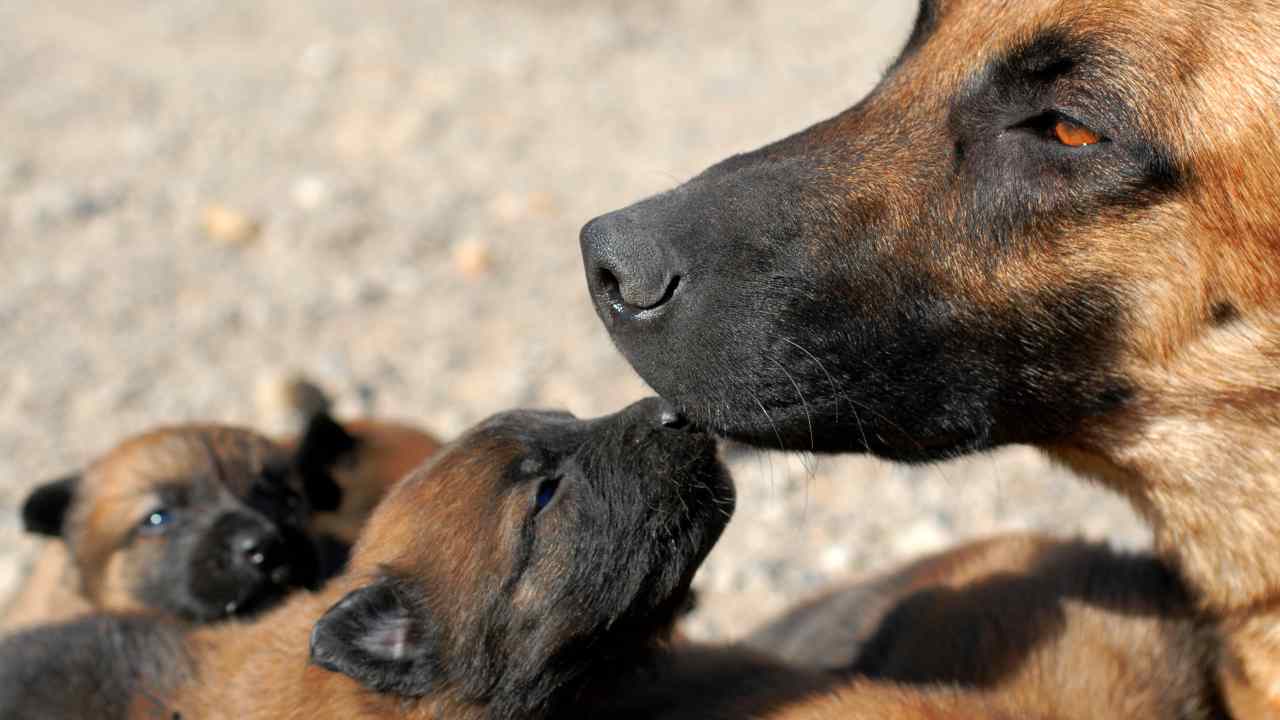 Mamma pastore belga malinois insieme ai suoi cuccioli I riflessi tonali nel cucciolo di cane