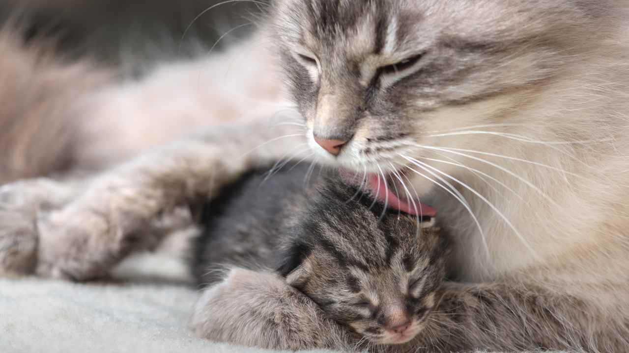 Riflesso di orientamento tattile nel gatto