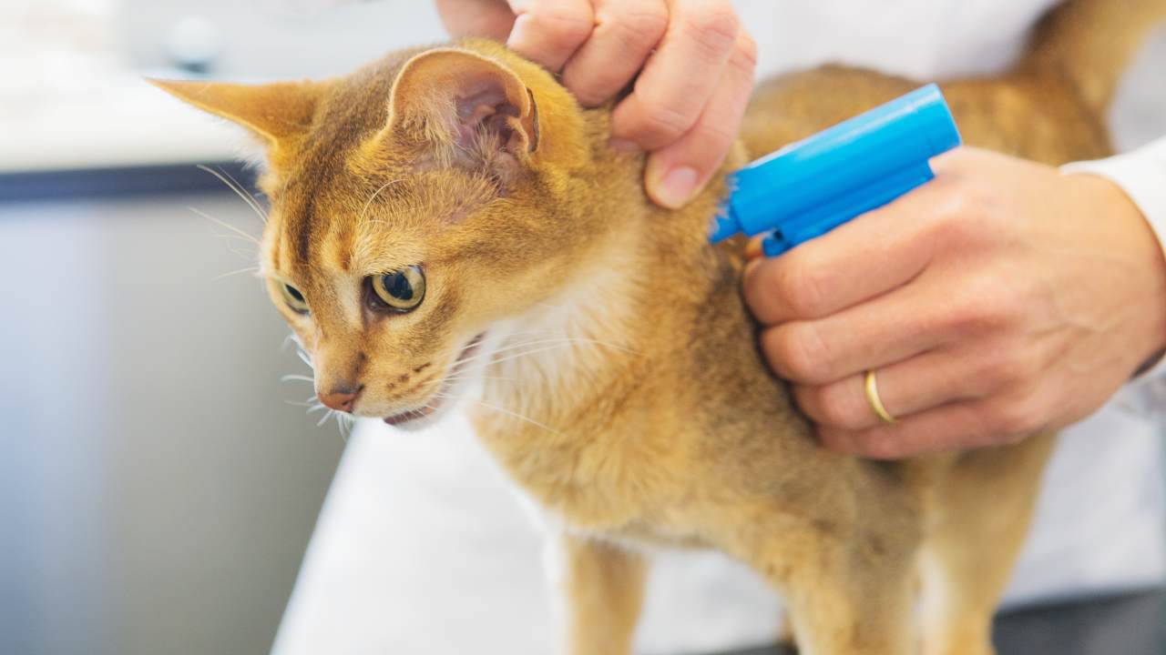 Esiste l'Anagrafe felina in Campania?