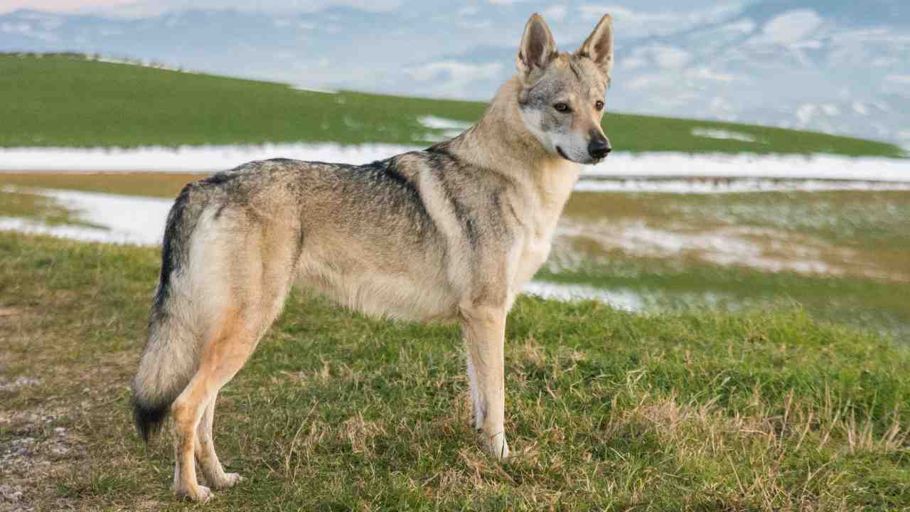 Legge anti-lupo della Valle d'Aosta