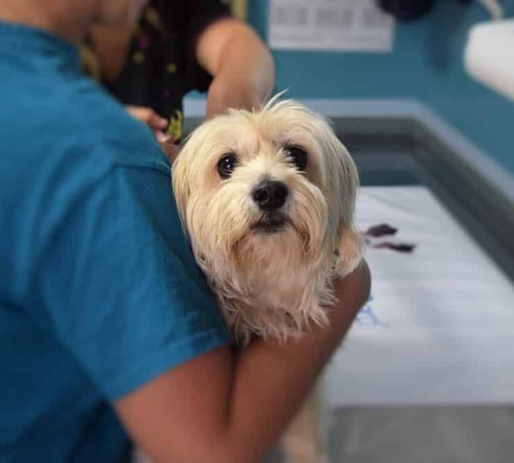 Cane dal veterinario (Pixabay)