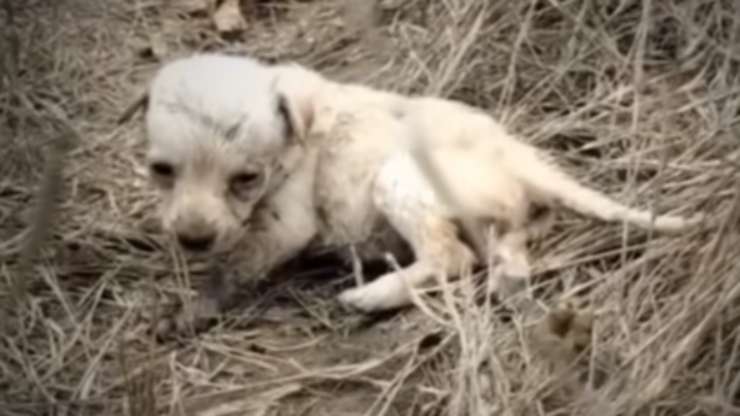 la povera Daisy (Foto video)