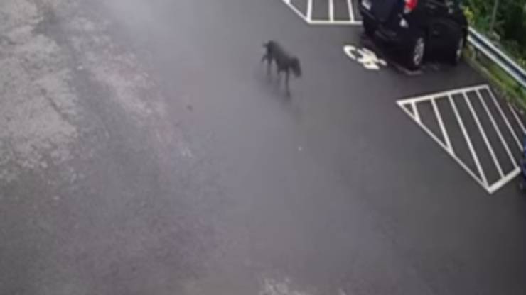 Cane va alla ricerca della padrona (foto video)