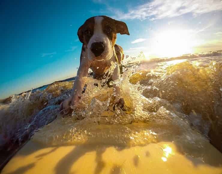 Cucciolo in vacanza (Pixabay)