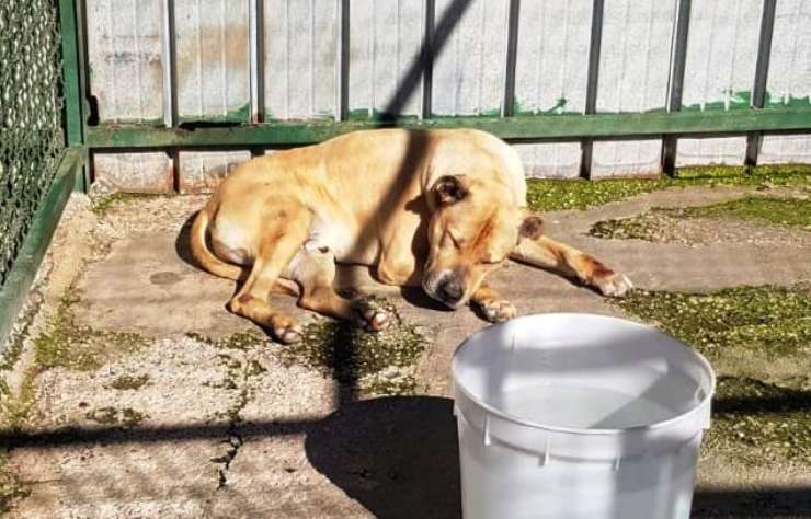 Cane Baghera Cerca Casa
