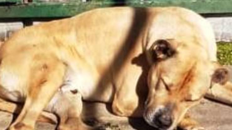 Cane Baghera Cerca Casa