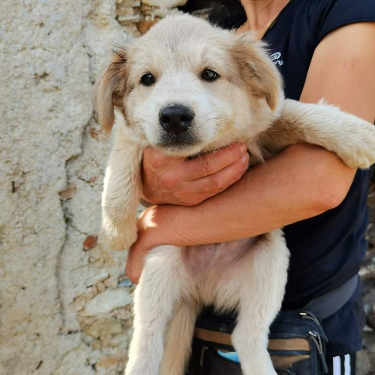 Cane Grey Cerca Famiglia 