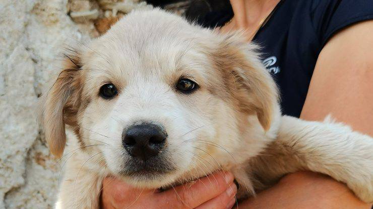 Cane Grey Cerca Famiglia 