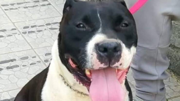 Cane Lilly Cerca Casa
