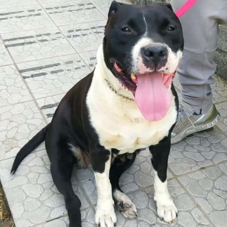 Cane Lilly Cerca Casa