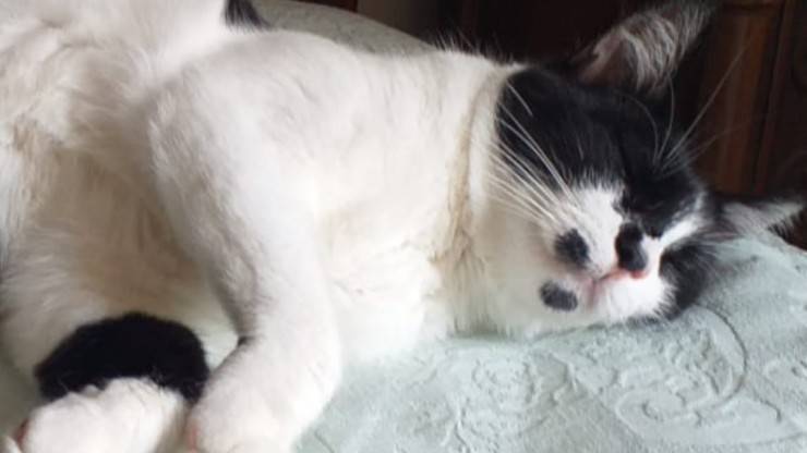 Gatto Lupin Cerca Casa