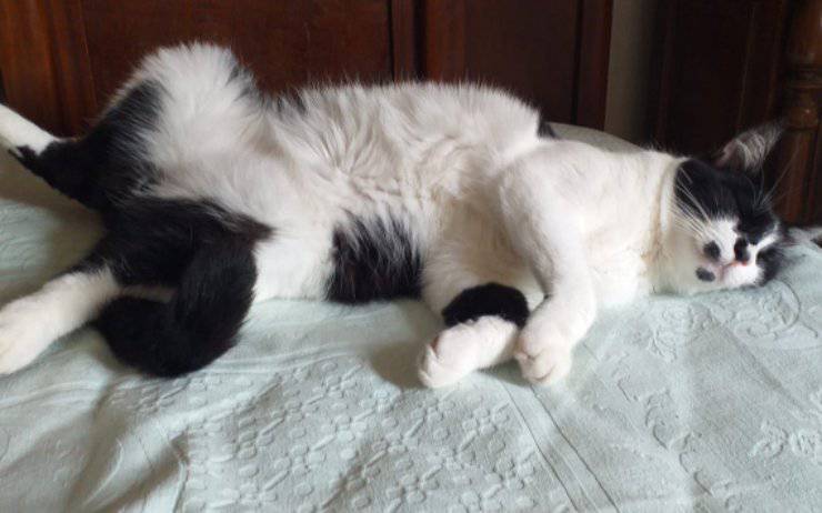 Gatto Lupin Cerca Casa