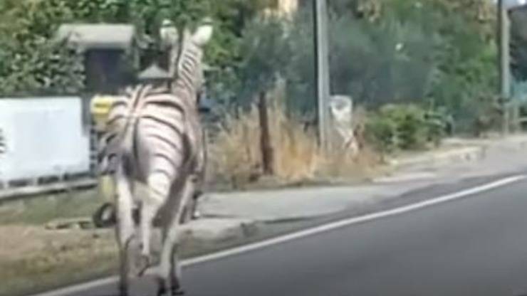Zebra Achille Fuga Video